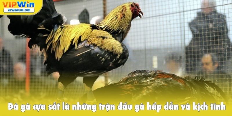 Đá gà cựa sắt là những trận đấu gà hấp dẫn và kịch tính
