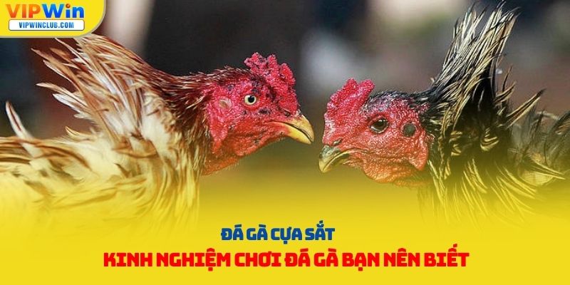 đá gà cựa sắt
