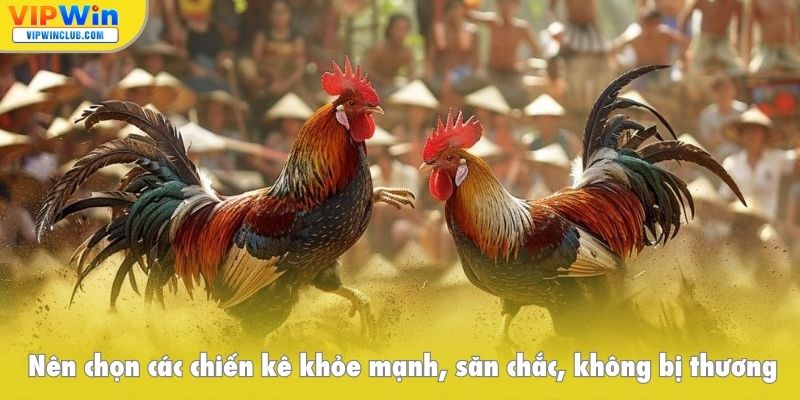 Nên chọn các chiến kê khỏe mạnh, săn chắc, không bị thương