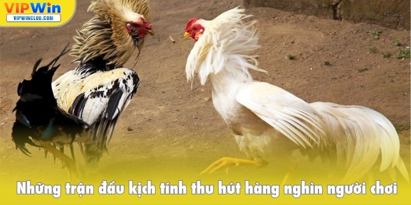 Những trận đấu kịch tính thu hút hàng nghìn người chơi